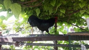 Nosnice  Australorp nasadove vajcia