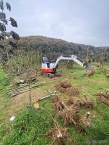 Paulownia vysadte si svoj vlastný les