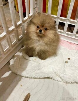 Mini Pomeranian s PP - 1