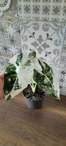 Alocasia frydek variegata č.2