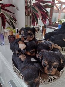 Yorkshirsky teriér, Yorkshire, York , Yorkshire terrier,