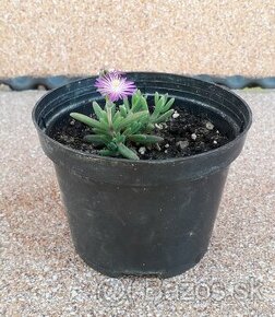 Poludňovka - Delosperma Cooperi, 1,50 E/ks