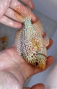 Flowerhorn 1