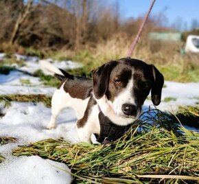 Darujem originálneho fľakatého psíka - mix jazvečík