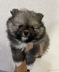 Pomeranian