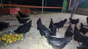 Násadové vajíčka ayam cemani - 1