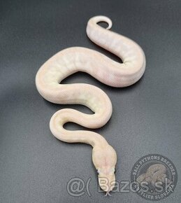 Python Regius  - Ball Python - 1