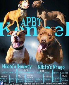 APBT s pp , americký pitbulteriér , pitbul , pittbul