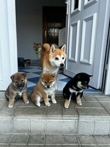 Šteniatka shiba inu