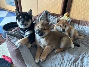 Šteniatka shiba inu