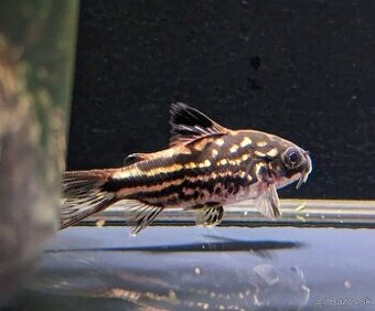 pancierniček drobný - corydoras nanus