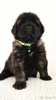 Leonberger s PP