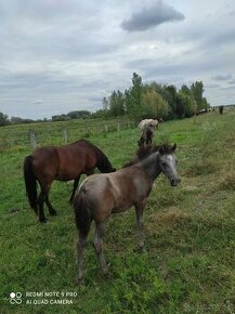 Predám zriebatko WELCHPONY kobylu