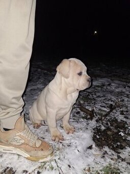 Cane corso