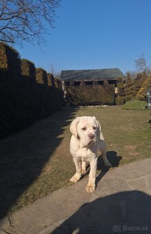 Cane corso