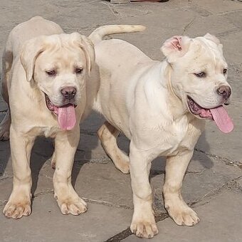 Cane corso