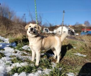 Darujem malú jemnú sučku Elišku - mix shiba inu