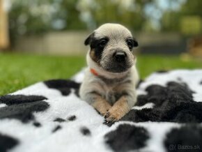 Austrálsky dobytkársky pes / Australian cattle dog