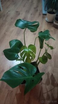 Monstera