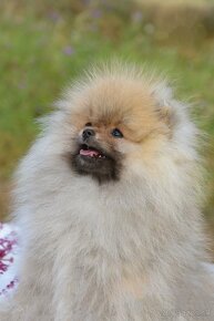 pomeranian