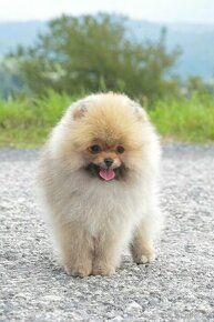 pomeranian