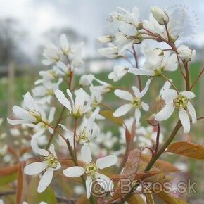 predám amelanchier