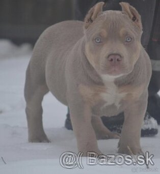 Predám AMERICAN BULLY