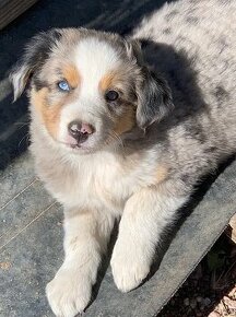 Austrálsky ovčiak Blue merle