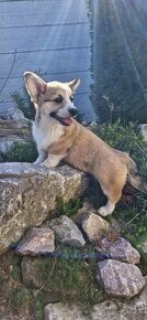 Welsh Corgi Pembroke s pp