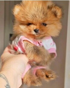 Pomeranian mini