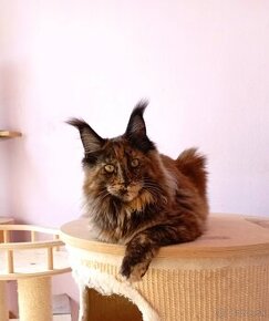 Maine Coon s PP