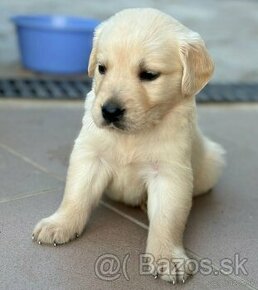 Zlaty  retriever