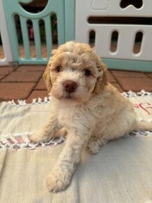 Lagotto Romagnolo