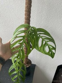 Monstera sp. „Esqueleto“ - 1