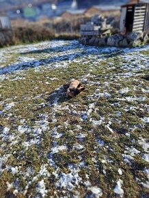 Predávam  fenku  matka je nemecký ovčiak a otec je belgický