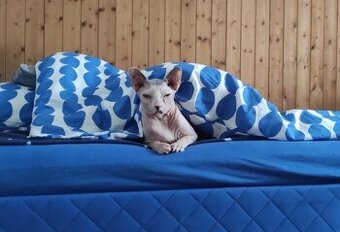 Darujeme kocúrika Sphynx💙