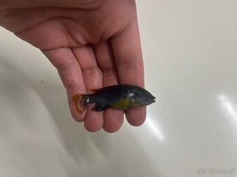 Labidochromis hongi