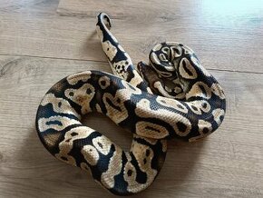 Python regius pastel