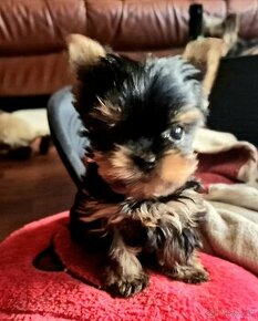 Yorkshire terrier - 1