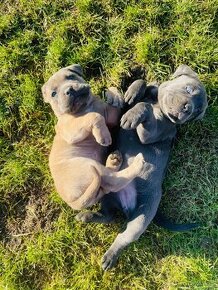 Cane Corso šteniatka