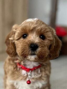 Maltipoo