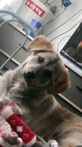 Šteniatko mix labradora a huskyho