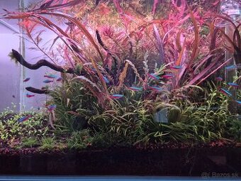 Na prodej 64L optiwhite zarizene akvarium (aquascape)