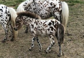 Appaloosa poník