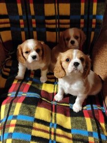 Cavalier, Cavalier king charles spaniel, kavalier