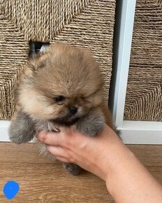 Pomeranian  Boo