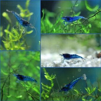 Krevetky neocaridina Blue dream