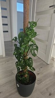 Monstera adansonii