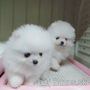 Pomeranian mini toy