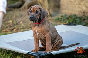 Rhodesian Ridgeback/Rodézsky riďžbek šteniatka s PP - 1